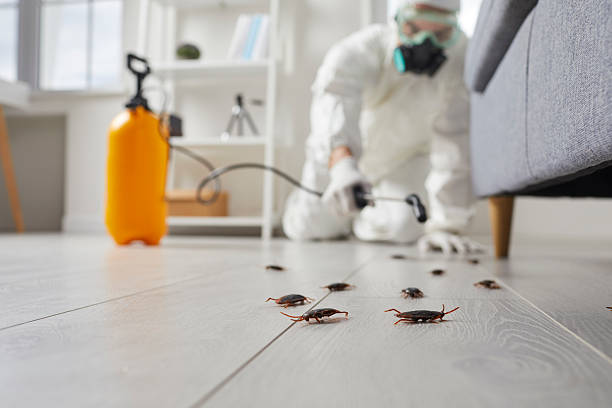 Affordable Termite Control solutions in Ponchatoula, LA